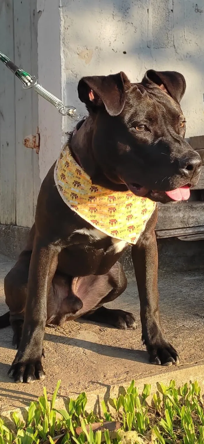 Cachorro raça Pit-Bull idade 2 a 6 meses nome Duck