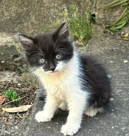 Gato raça SRD-ViraLata idade 2 a 6 meses nome Fêmeas 