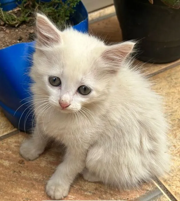 Gato raça SRD-ViraLata idade 2 a 6 meses nome Fêmeas 