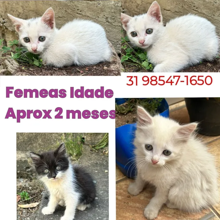 Gato raça SRD-ViraLata idade 2 a 6 meses nome Fêmeas 