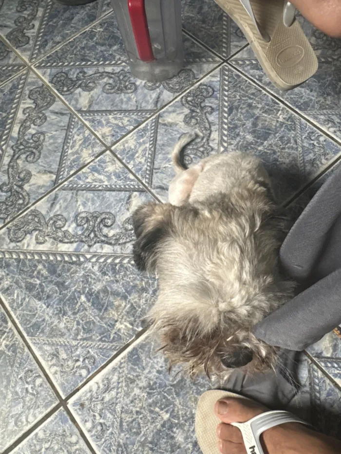 Cachorro raça Shitzu idade 7 a 11 meses nome Bidu 