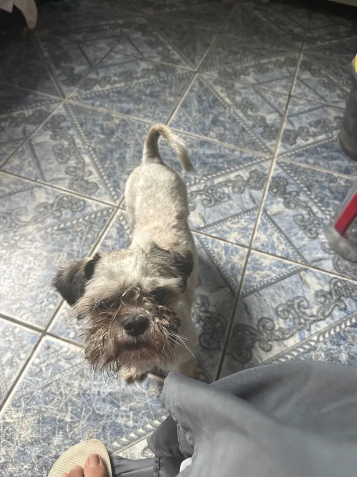 Cachorro raça Shitzu idade 7 a 11 meses nome Bidu 