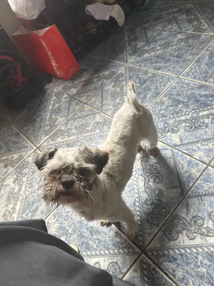 Cachorro raça Shitzu idade 7 a 11 meses nome Bidu 