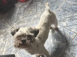Cachorro raça Shitzu idade 7 a 11 meses nome Bidu 