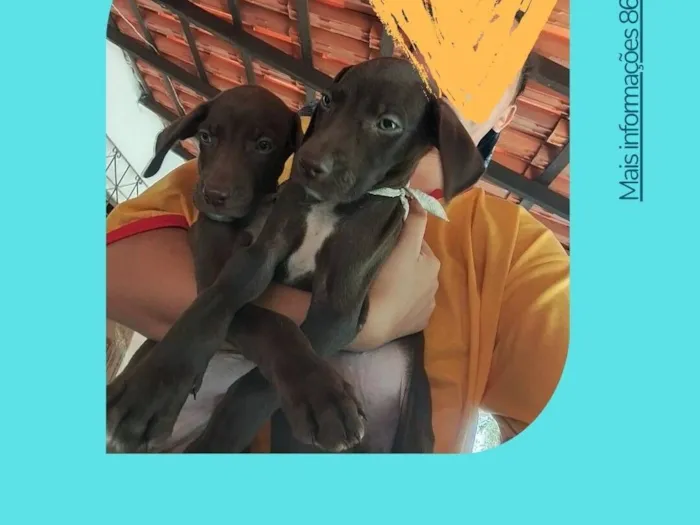 Cachorro raça Dálmata idade Abaixo de 2 meses nome Lana 