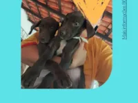 Cachorro raça Dálmata idade Abaixo de 2 meses nome Lana 