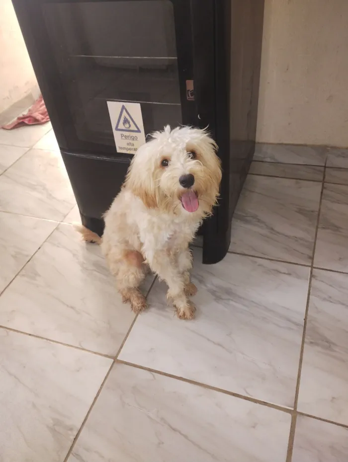 Cachorro raça Poodle idade 1 ano nome Mel