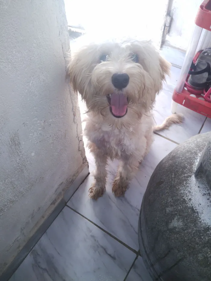 Cachorro raça Poodle idade 1 ano nome Mel