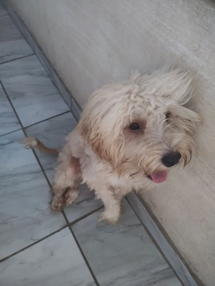 Cachorro raça Poodle idade 1 ano nome Mel