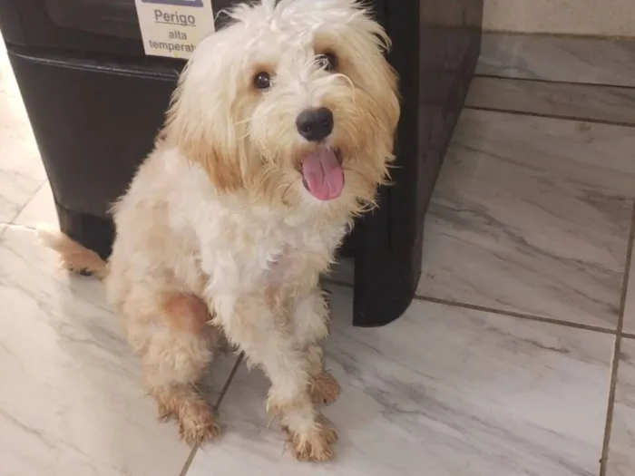 Cachorro raça Poodle idade 1 ano nome Mel