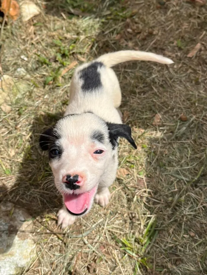 Cachorro raça SRD-ViraLata idade Abaixo de 2 meses nome Cachorrinhos para Doação