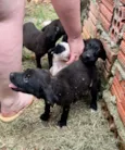 Cachorrinhos para Doação