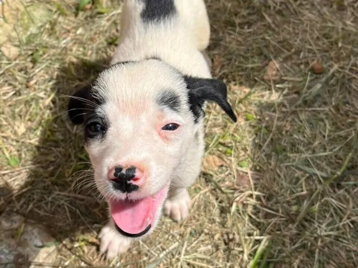 Cachorrinhos para Doação