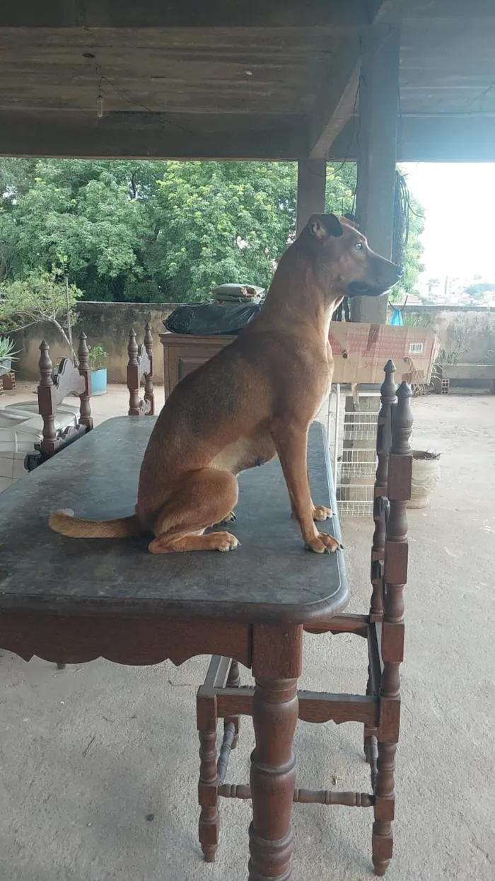 Cachorro raça SRD-ViraLata idade 2 anos nome Pitanga