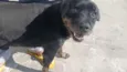 Cachorro raça SRD-ViraLata idade 6 ou mais anos nome Preto