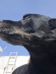 Cachorro raça SRD-ViraLata idade 6 ou mais anos nome Preto