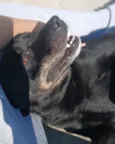 Cachorro raça SRD-ViraLata idade 6 ou mais anos nome Preto