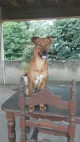 Cachorro raça SRD-ViraLata idade 2 anos nome Pitanga