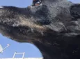 Cachorro raça SRD-ViraLata idade 6 ou mais anos nome Preto