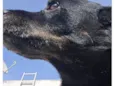 Cachorro raça SRD-ViraLata idade 6 ou mais anos nome Preto