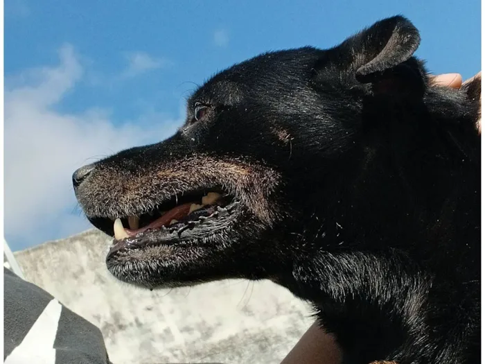Cachorro raça SRD-ViraLata idade 6 ou mais anos nome Preto
