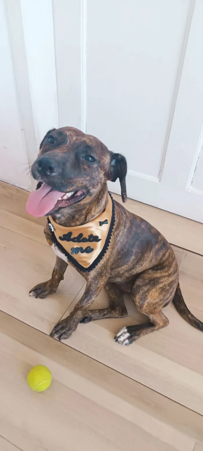 Cachorro raça SRD-ViraLata idade 2 anos nome Safira