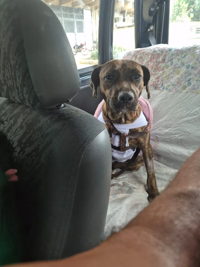 Cachorro raça SRD-ViraLata idade 2 anos nome Safira