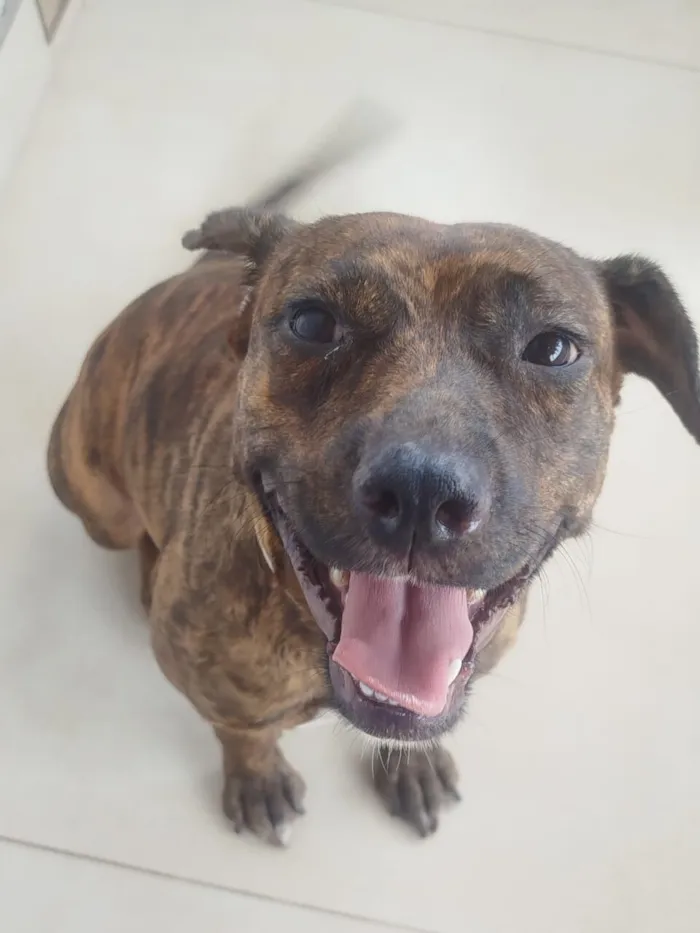 Cachorro raça SRD-ViraLata idade 2 anos nome Safira