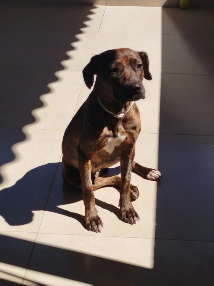 Cachorro raça SRD-ViraLata idade 2 anos nome Safira