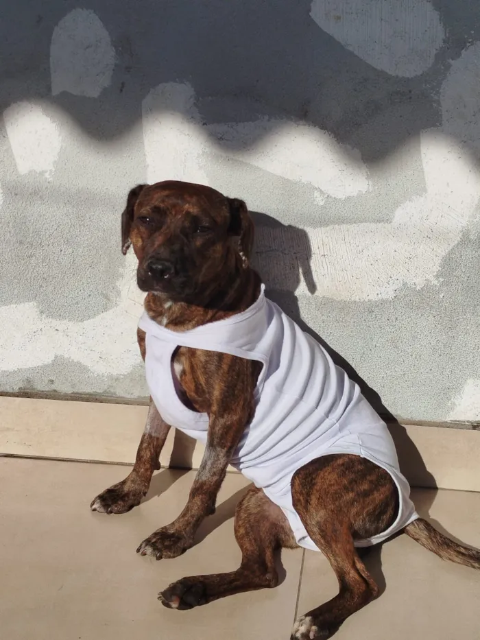 Cachorro raça SRD-ViraLata idade 2 anos nome Safira