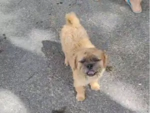 Cachorro raça Shitzu idade 1 ano nome João