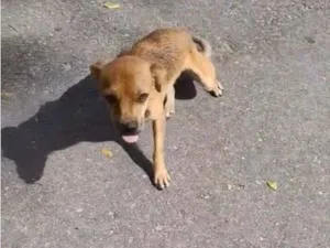 Cachorro raça SRD-ViraLata idade 1 ano nome Maria