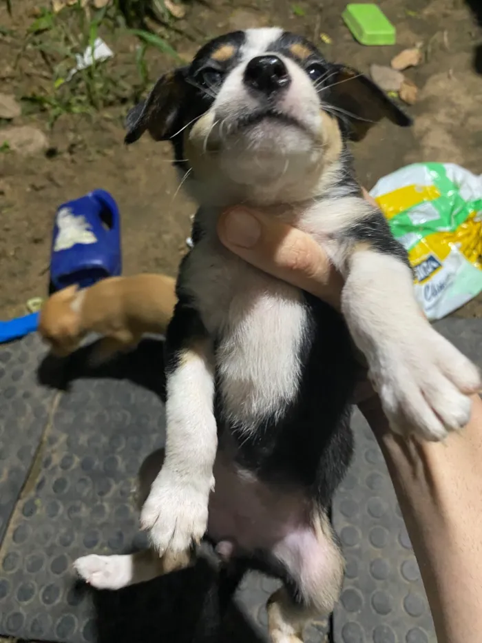 Cachorro raça SRD-ViraLata idade 2 a 6 meses nome Não tenho nome 