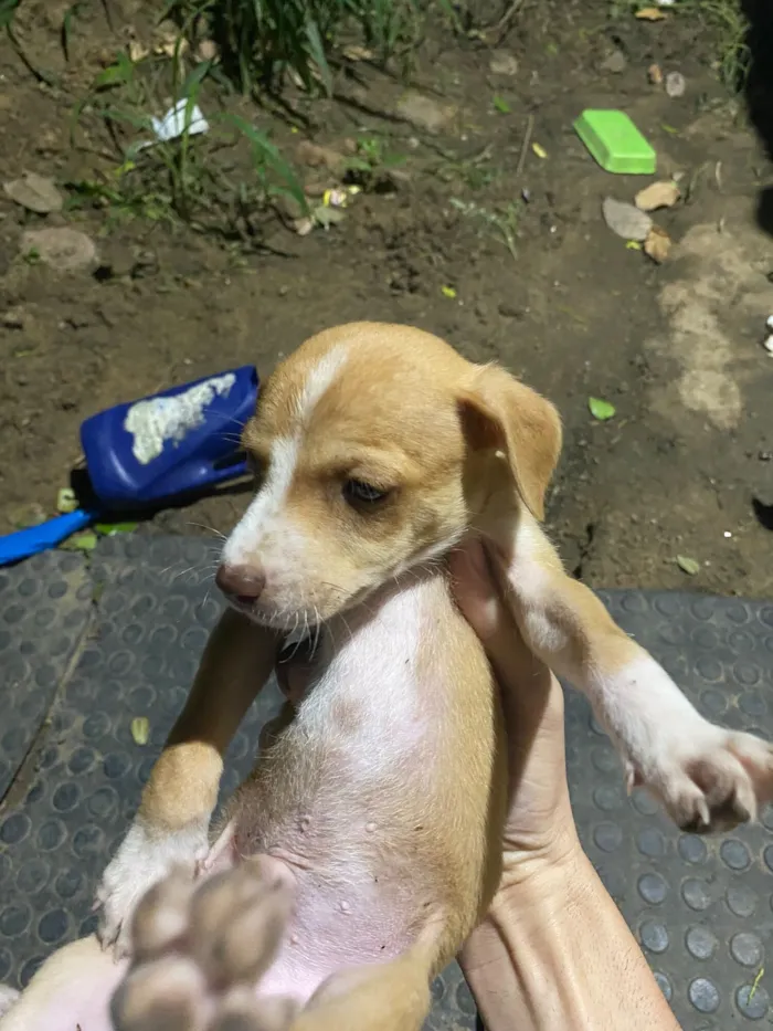 Cachorro raça SRD-ViraLata idade 2 a 6 meses nome Não tenho nome 