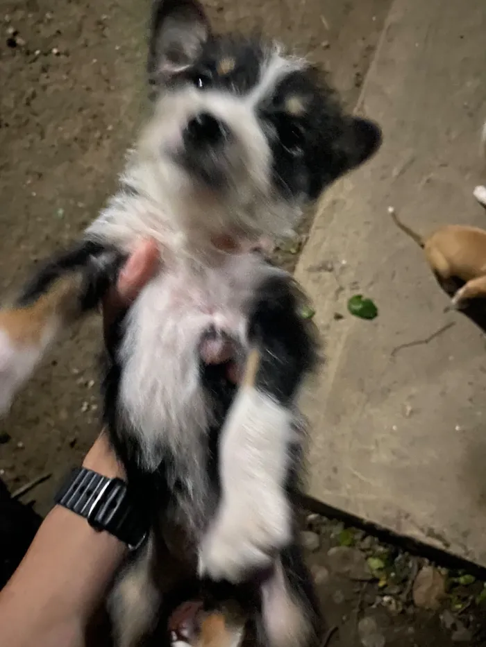 Cachorro raça SRD-ViraLata idade 2 a 6 meses nome Não tenho nome 