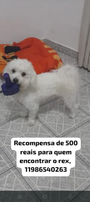 Cachorro raça Maltês idade 3 anos nome Rex