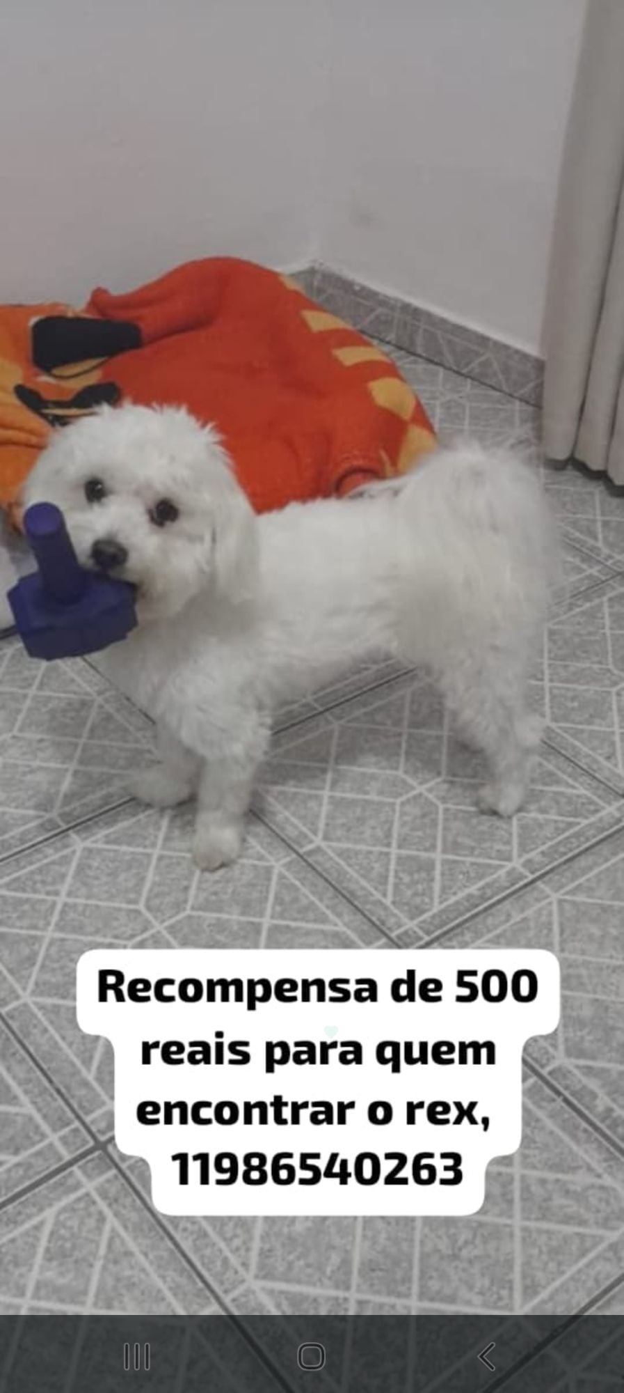 Cachorro raça Maltês idade 3 anos nome Rex