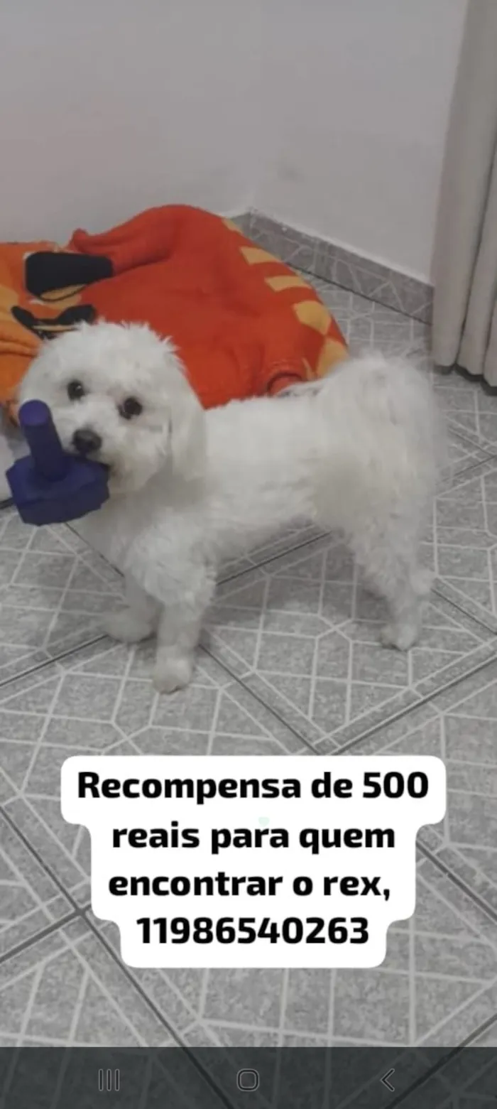 Cachorro raça Maltês idade 3 anos nome Rex