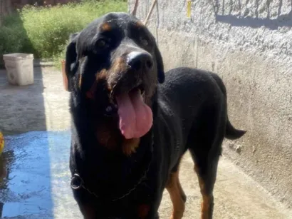 Cachorro raça Rottweiler idade 6 ou mais anos nome Apollo 