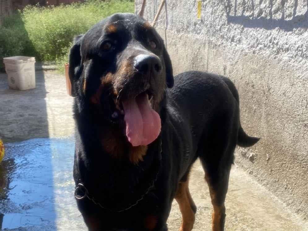 Cachorro raça Rottweiler idade 6 ou mais anos nome Apollo 