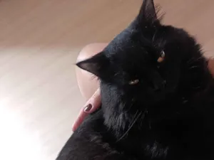 Gato raça SRD-ViraLata idade 1 ano nome Saturno 