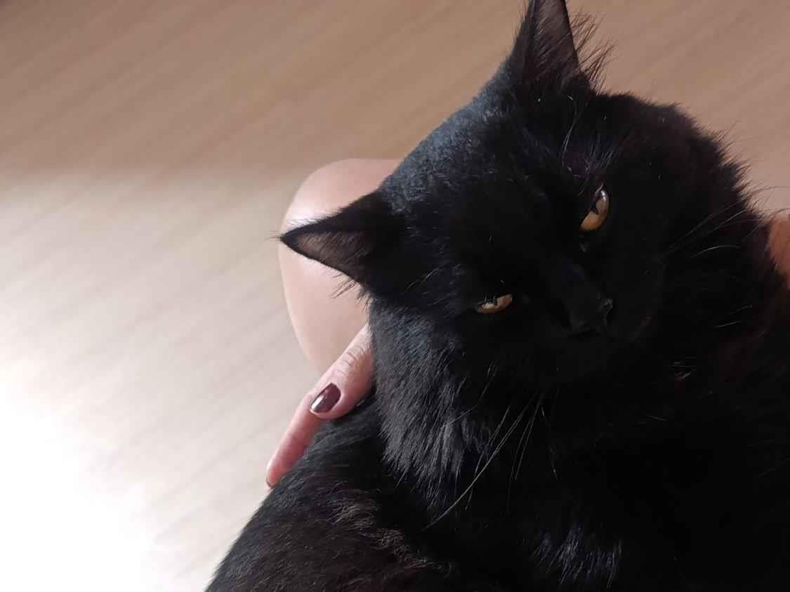 Gato raça SRD-ViraLata idade 1 ano nome Saturno 