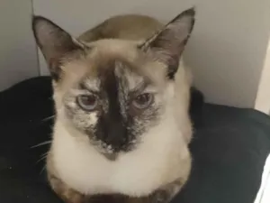 Gato raça Siamês idade 1 ano nome Filó 