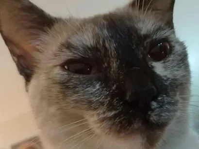 Gato raça Siamês idade 2 anos nome Filo
