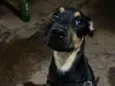 Cachorro raça SRD-ViraLata idade 2 a 6 meses nome Thor 