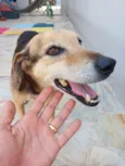 Cachorro raça SRD-ViraLata idade 6 ou mais anos nome Nina