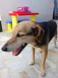 Cachorro raça SRD-ViraLata idade 6 ou mais anos nome Nina