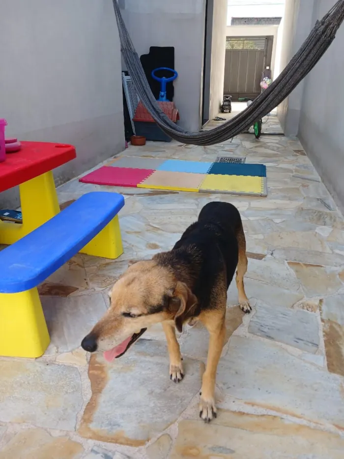 Cachorro raça SRD-ViraLata idade 6 ou mais anos nome Nina