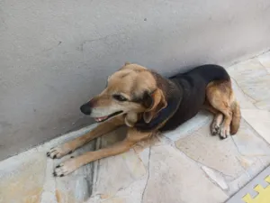 Cachorro raça SRD-ViraLata idade 6 ou mais anos nome Nina
