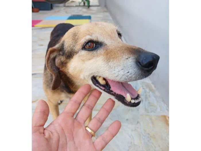 Cachorro raça SRD-ViraLata idade 6 ou mais anos nome Nina